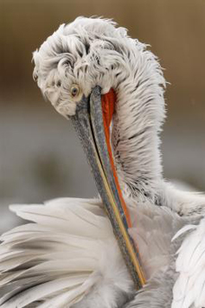 It is easy to see why the pelican was sometimes thought to pierce its own breast.